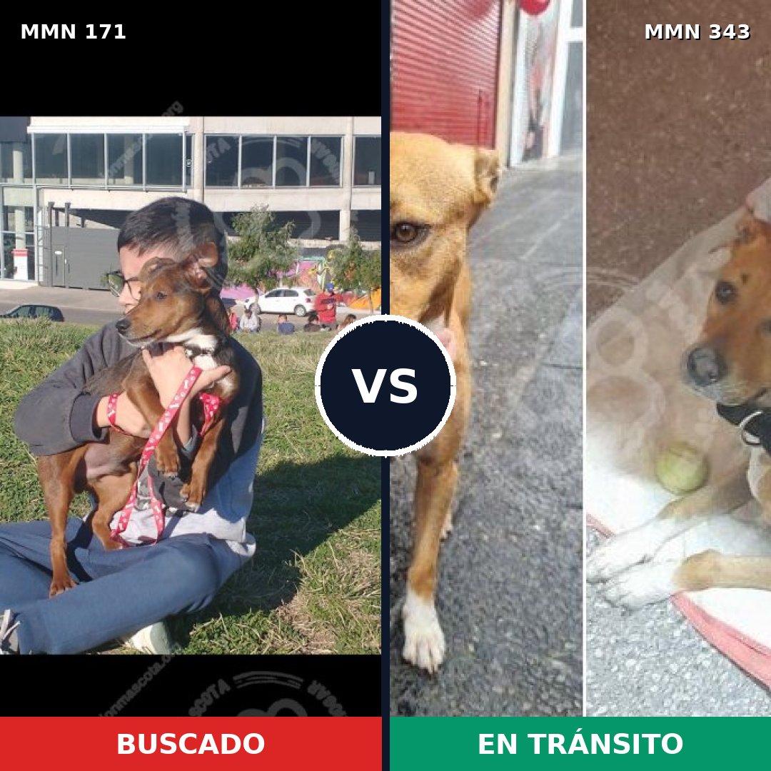 Comparativa MMS 4463: mascota perdida y mascota encontrada, 51% de similitud
