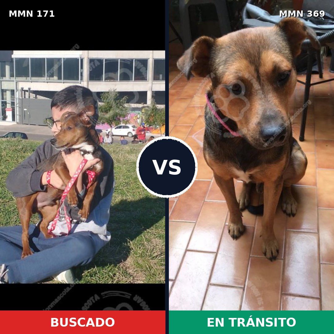 Comparativa MMS 4464: mascota perdida y mascota encontrada, 74% de similitud