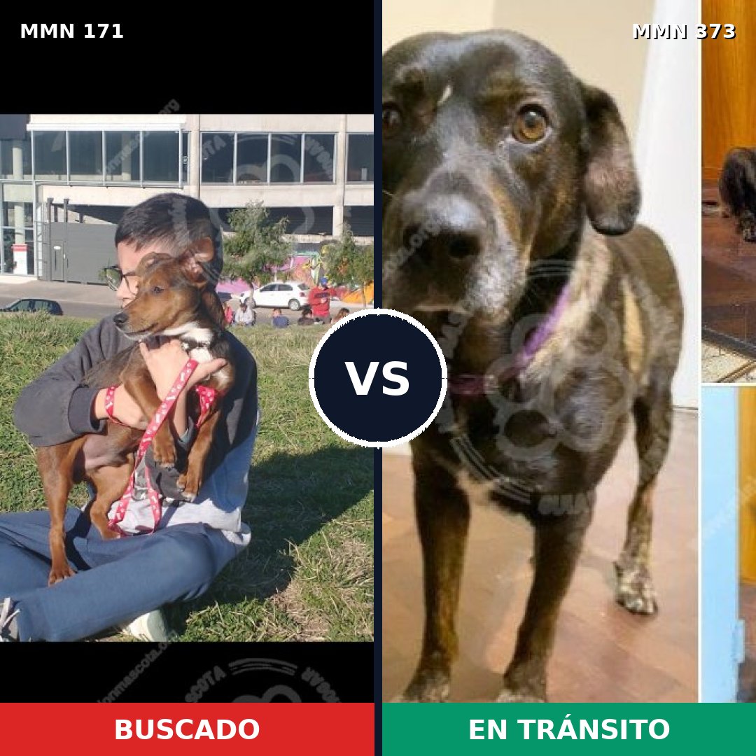 Comparativa MMS 4465: mascota perdida y mascota encontrada, 71% de similitud