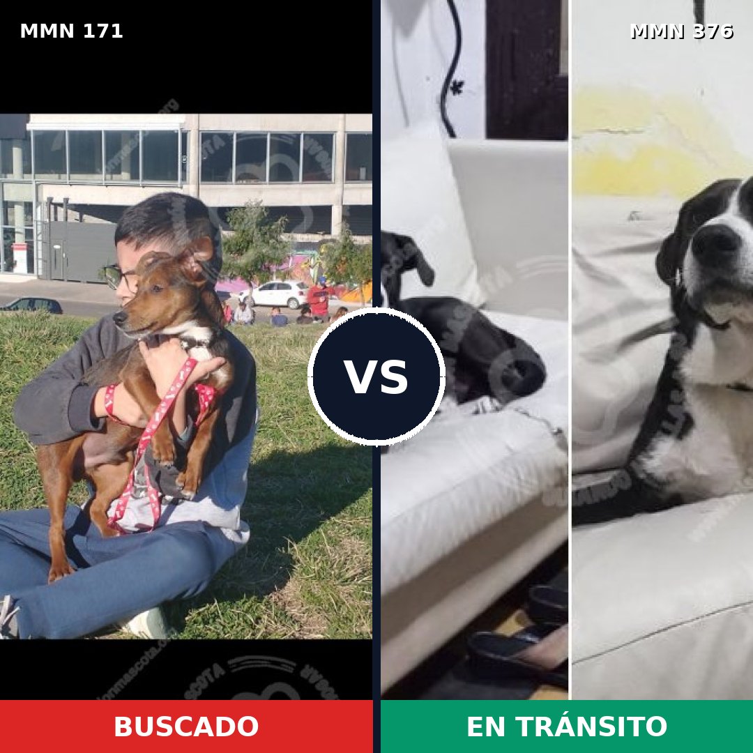 Comparativa MMS 4466: mascota perdida y mascota encontrada, 49% de similitud