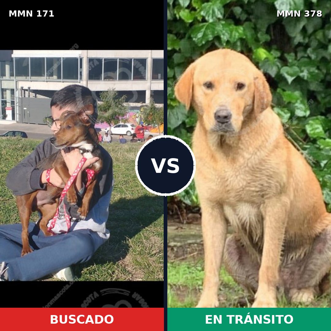 Comparativa MMS 4467: mascota perdida y mascota encontrada, 8% de similitud
