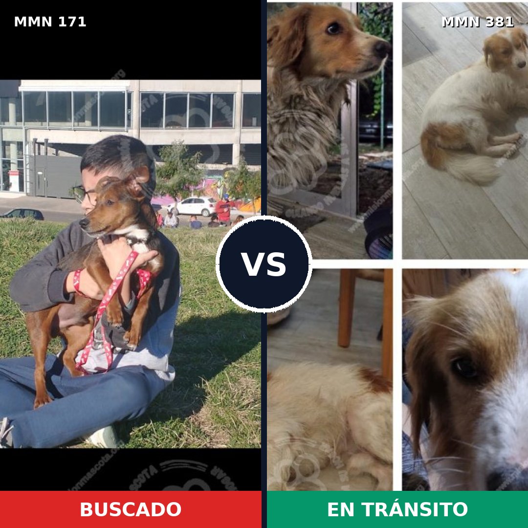 Comparativa MMS 4468: mascota perdida y mascota encontrada, 49% de similitud