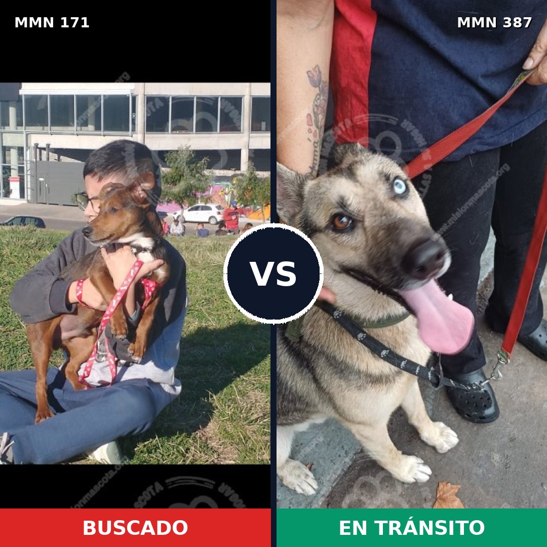 Comparativa MMS 4469: mascota perdida y mascota encontrada, 57% de similitud