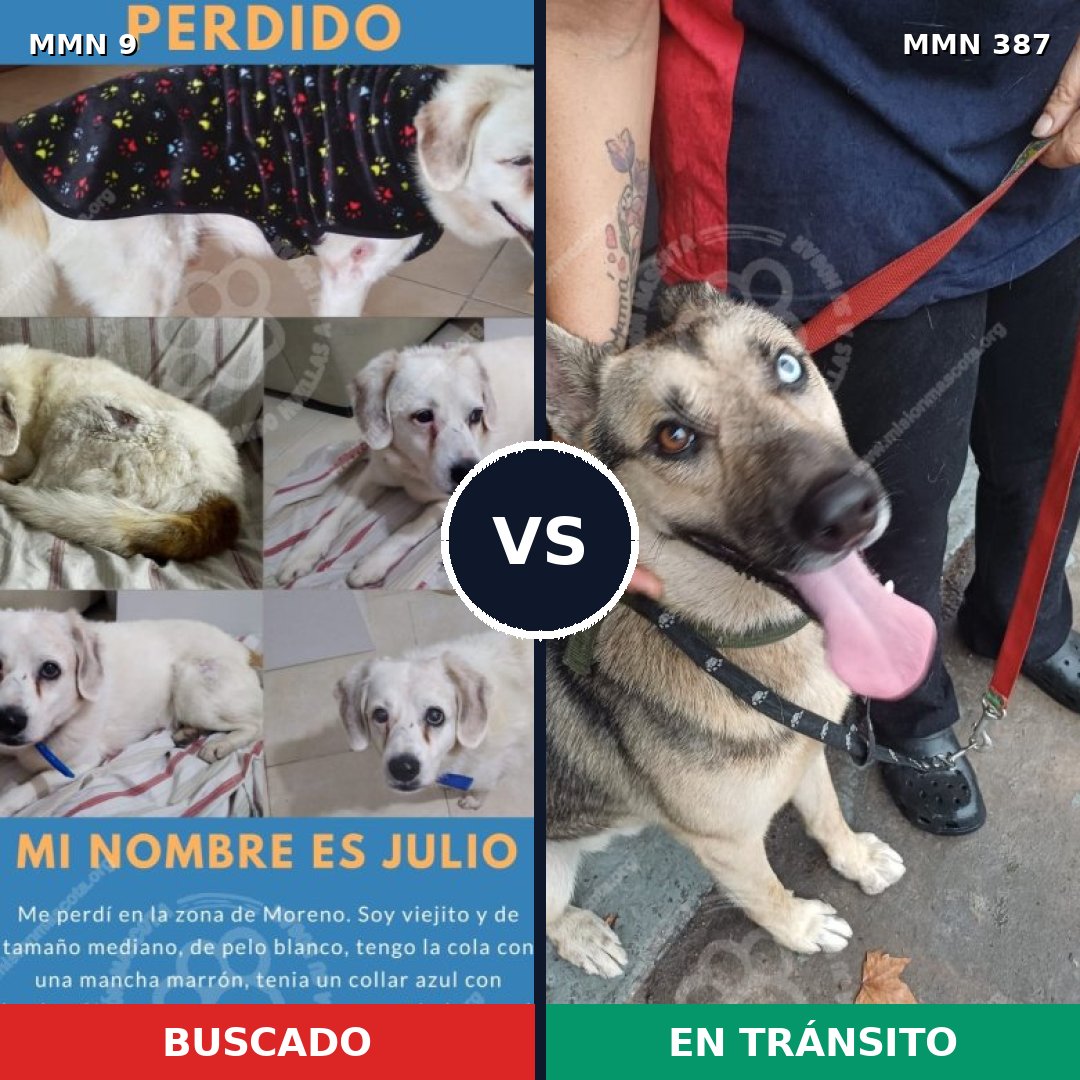 Comparativa MMS 447: mascota perdida y mascota encontrada, 46% de similitud
