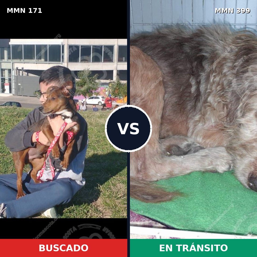 Comparativa MMS 4471: mascota perdida y mascota encontrada, 48% de similitud