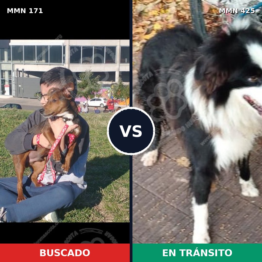 Comparativa MMS 4474: mascota perdida y mascota encontrada, 4% de similitud
