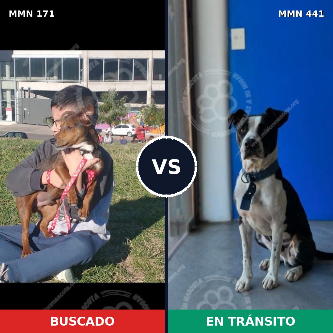 Comparativa MMS 4475: mascota perdida y mascota encontrada, 11% de similitud