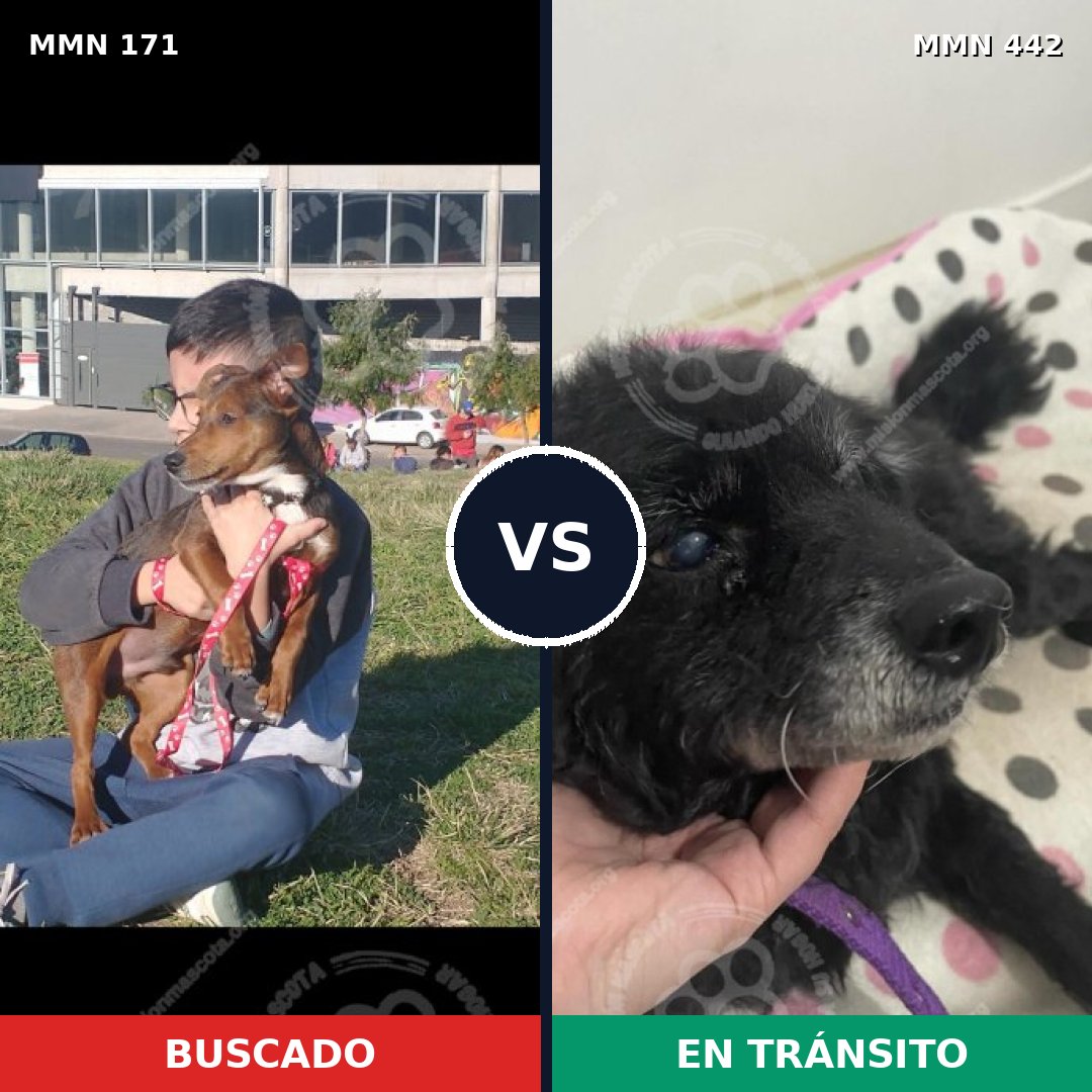 Comparativa MMS 4476: mascota perdida y mascota encontrada, 43% de similitud