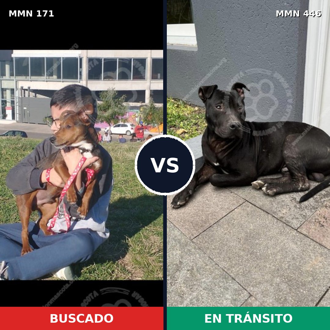 Comparativa MMS 4477: mascota perdida y mascota encontrada, 51% de similitud