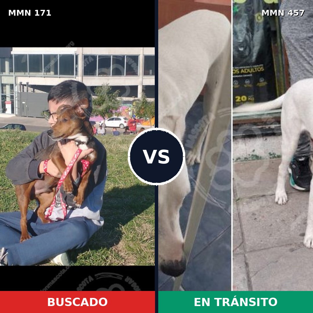Comparativa MMS 4478: mascota perdida y mascota encontrada, 51% de similitud