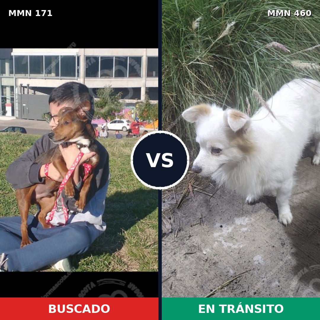 Comparativa MMS 4479: mascota perdida y mascota encontrada, 48% de similitud