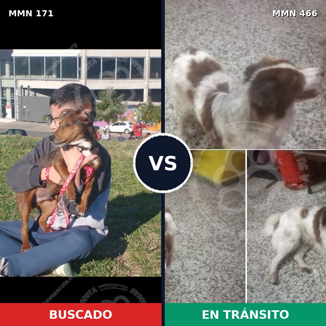 Comparativa MMS 4480: mascota perdida y mascota encontrada, 61% de similitud