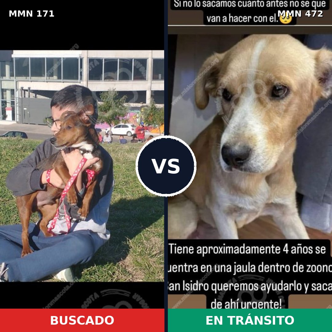 Comparativa MMS 4481: mascota perdida y mascota encontrada, 52% de similitud