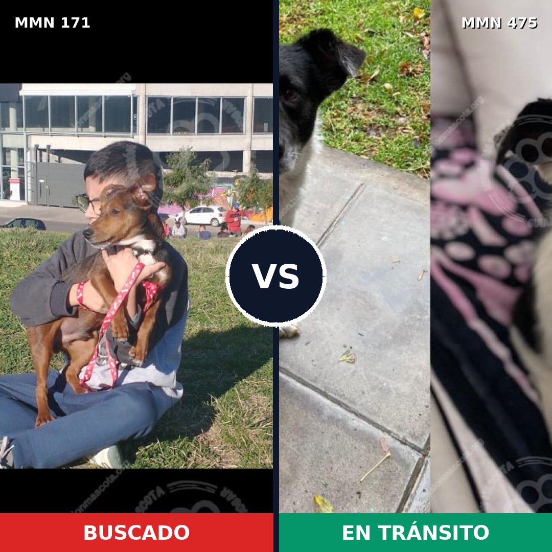 Comparativa MMS 4482: mascota perdida y mascota encontrada, 51% de similitud