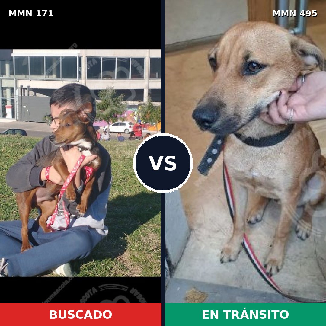 Comparativa MMS 4484: mascota perdida y mascota encontrada, 52% de similitud