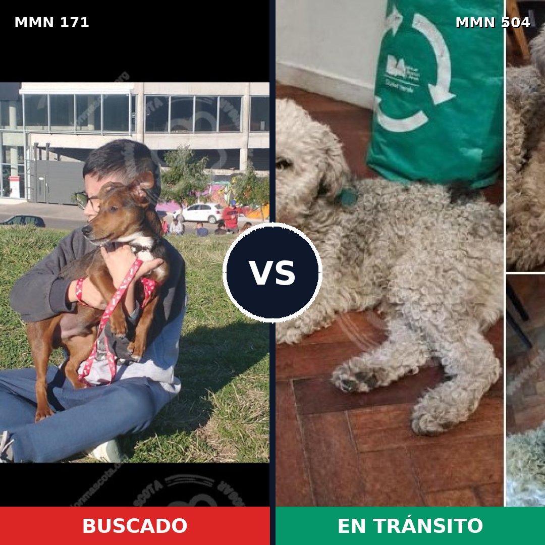 Comparativa MMS 4486: mascota perdida y mascota encontrada, 61% de similitud
