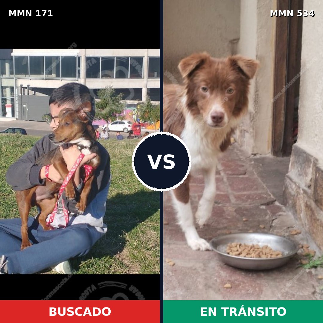 Comparativa MMS 4488: mascota perdida y mascota encontrada, 78% de similitud