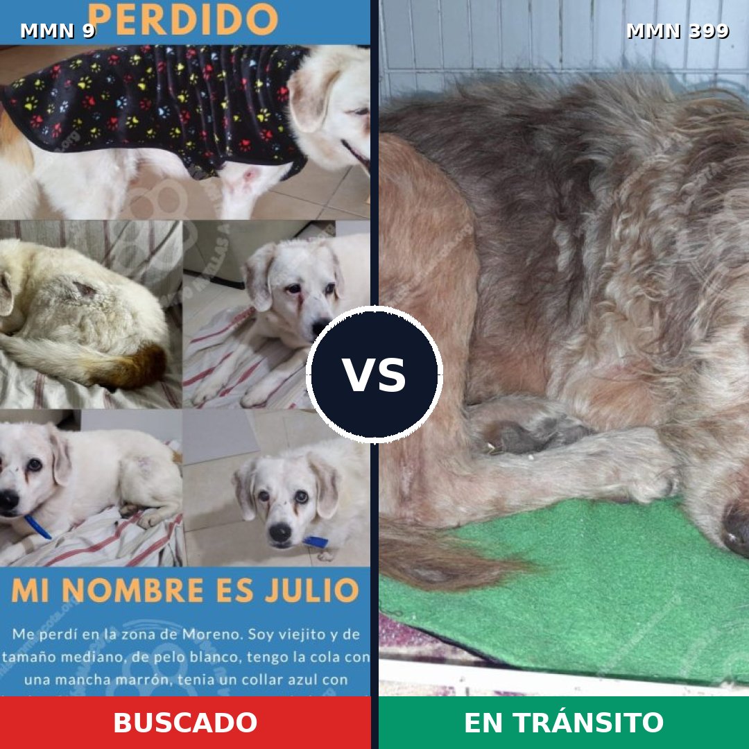 Comparativa MMS 449: mascota perdida y mascota encontrada, 77% de similitud