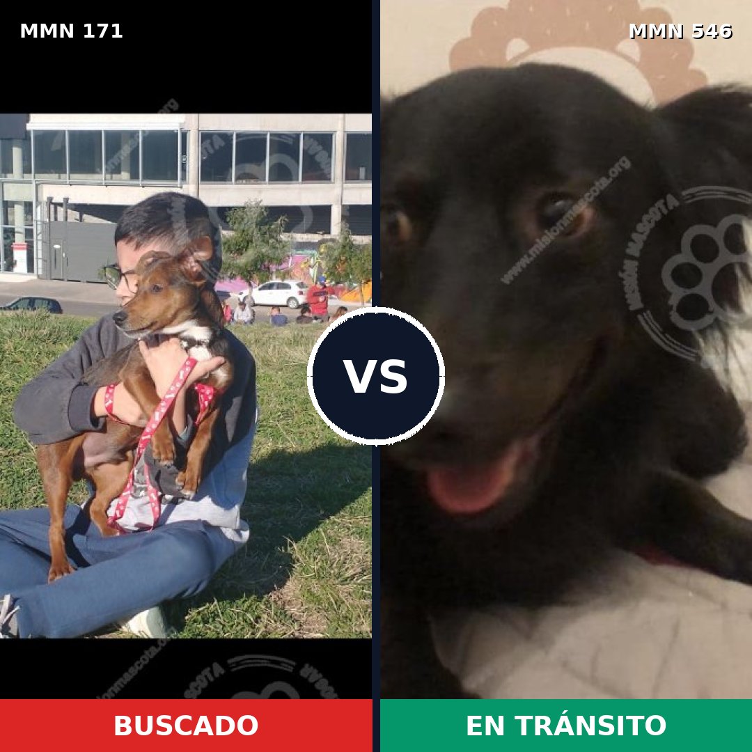 Comparativa MMS 4490: mascota perdida y mascota encontrada, 8% de similitud