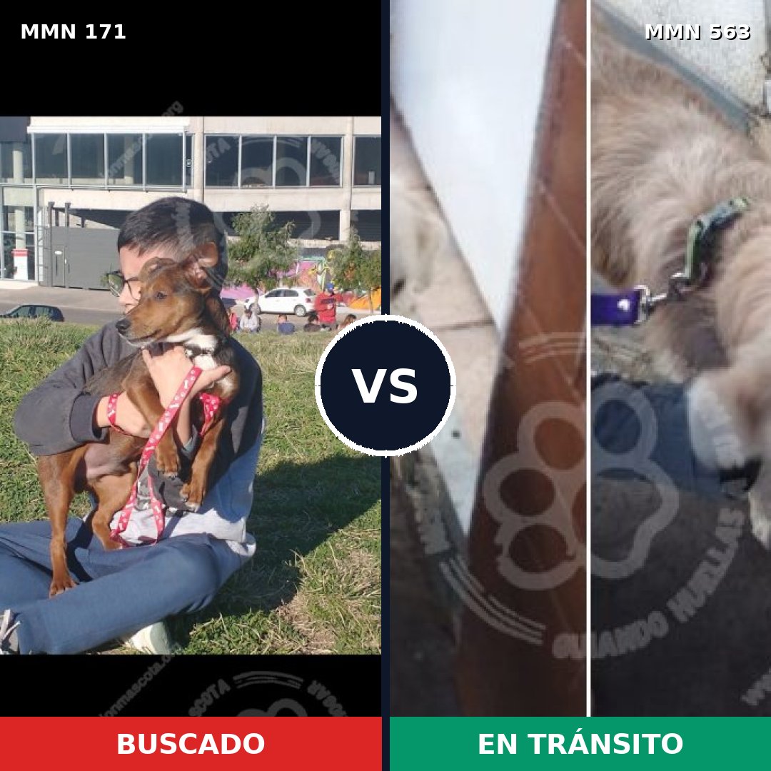 Comparativa MMS 4491: mascota perdida y mascota encontrada, 47% de similitud