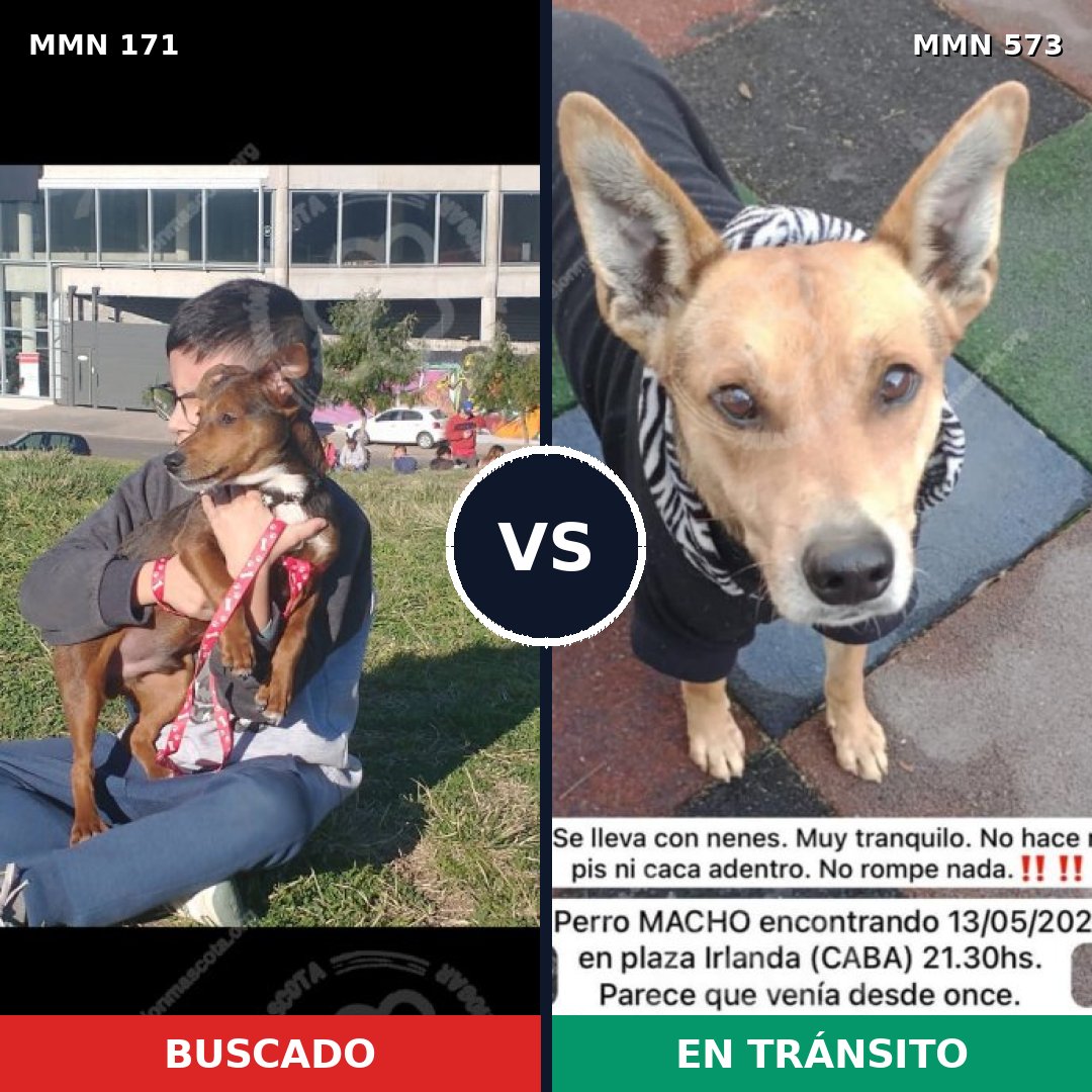Comparativa MMS 4492: mascota perdida y mascota encontrada, 54% de similitud
