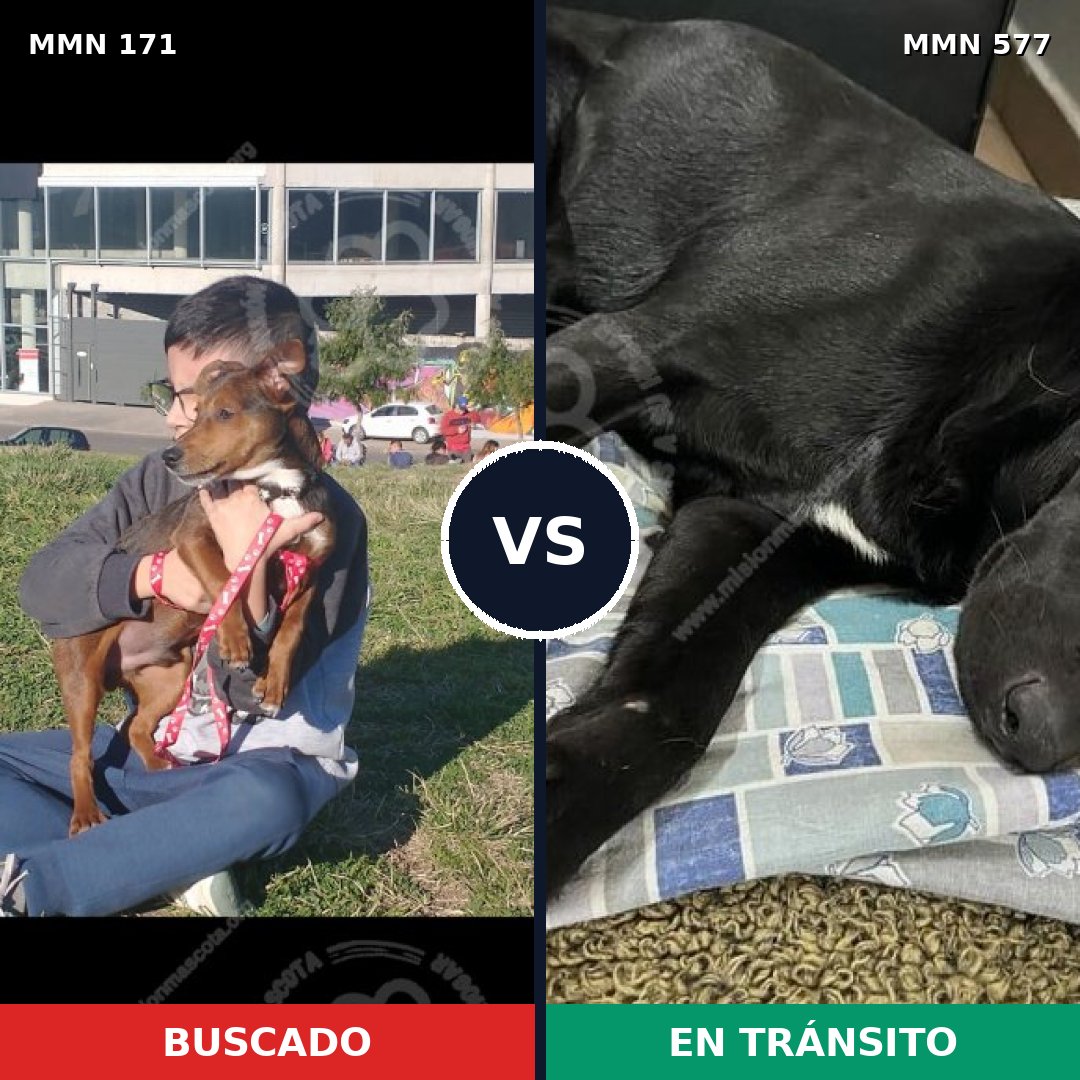 Comparativa MMS 4493: mascota perdida y mascota encontrada, 48% de similitud