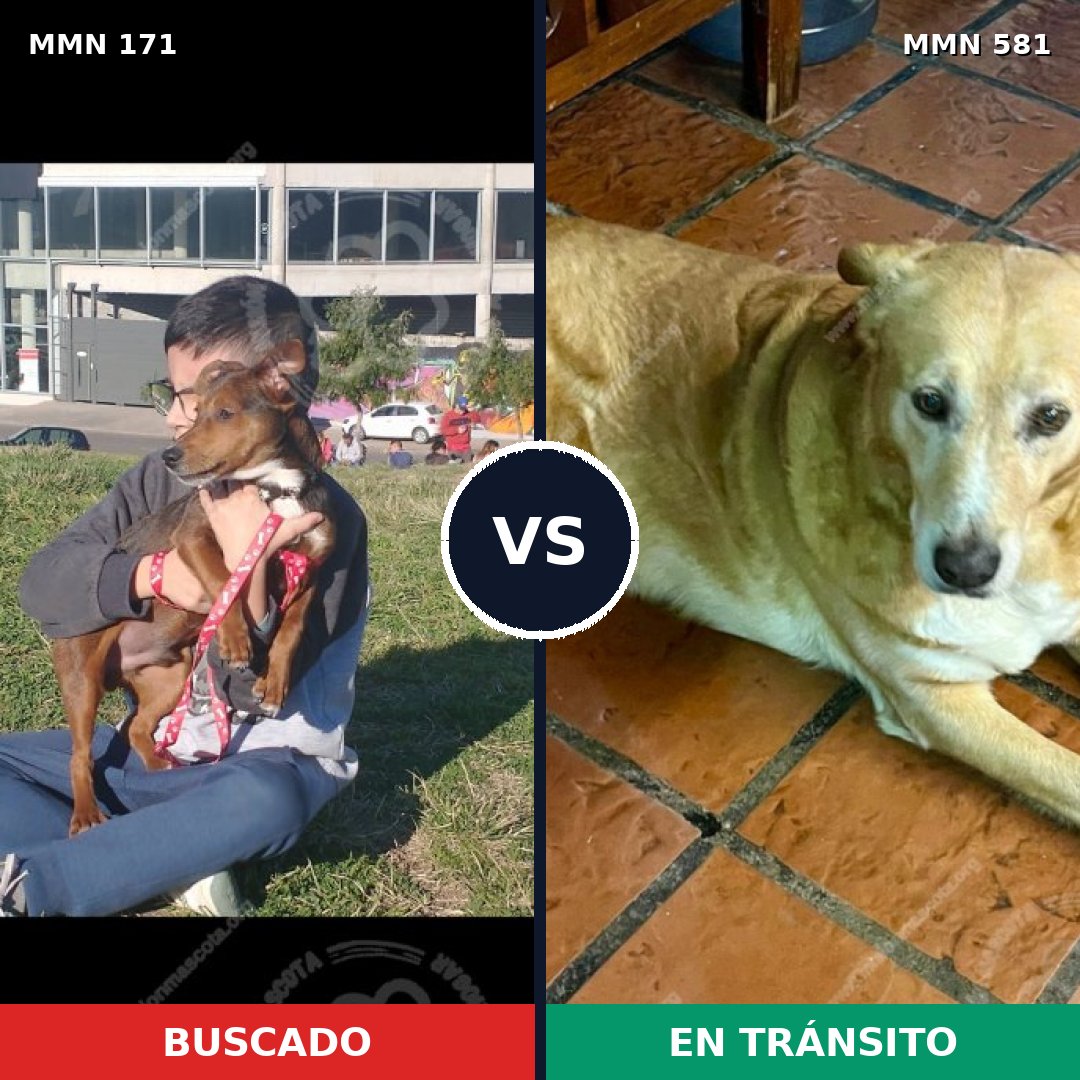 Comparativa MMS 4494: mascota perdida y mascota encontrada, 22% de similitud