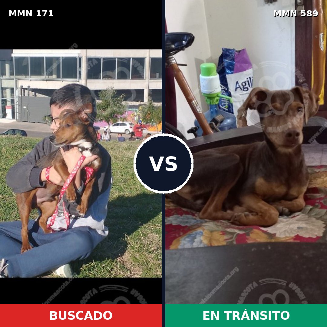 Comparativa MMS 4495: mascota perdida y mascota encontrada, 31% de similitud