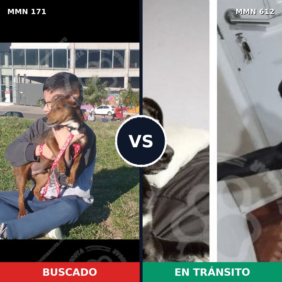 Comparativa MMS 4497: mascota perdida y mascota encontrada, 48% de similitud