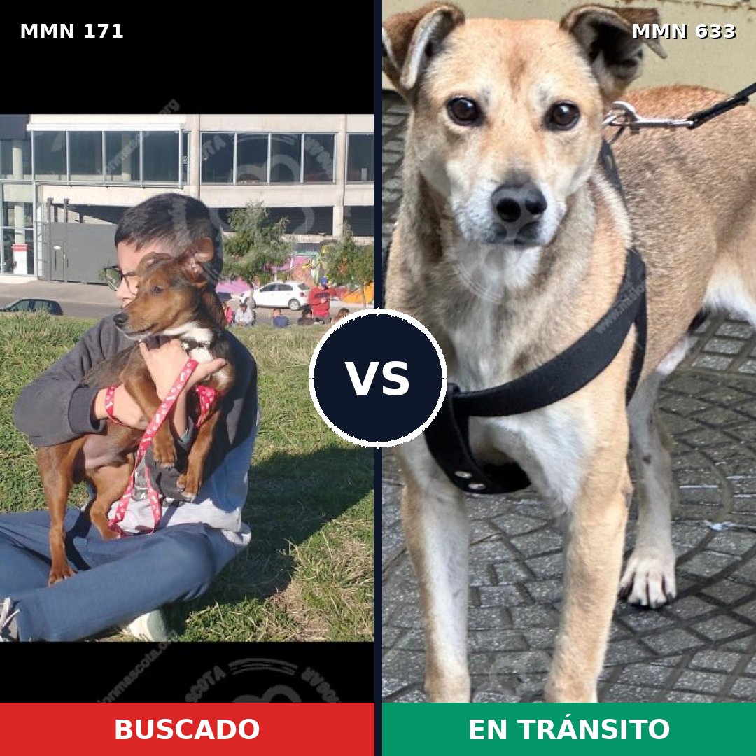 Comparativa MMS 4498: mascota perdida y mascota encontrada, 48% de similitud