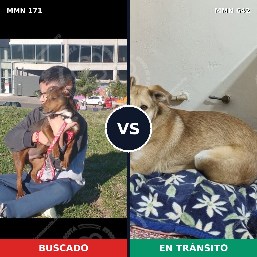 Comparativa MMS 4499: mascota perdida y mascota encontrada, 8% de similitud