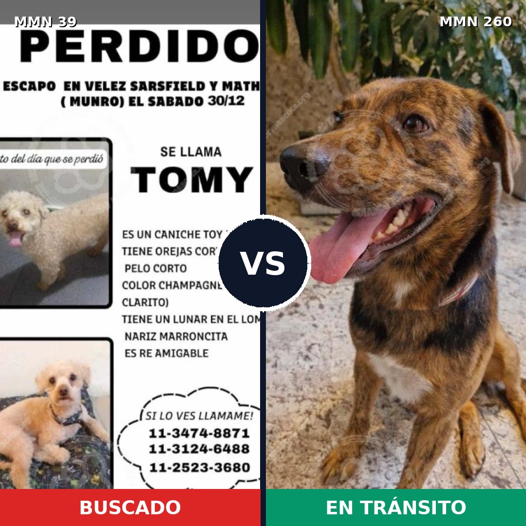 Comparativa MMS 45: mascota perdida y mascota encontrada, 18% de similitud