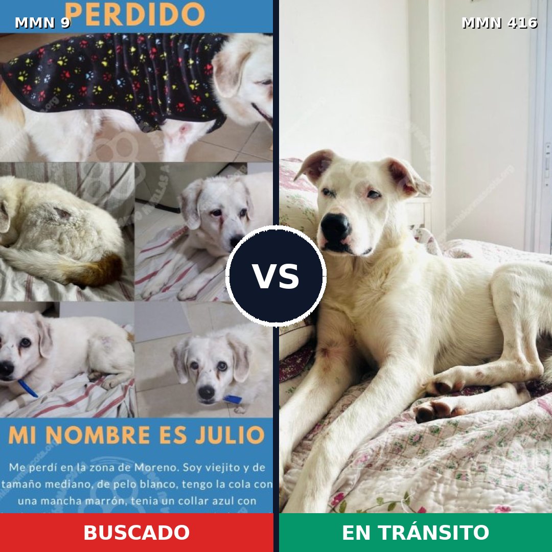 Comparativa MMS 450: mascota perdida y mascota encontrada, 67% de similitud