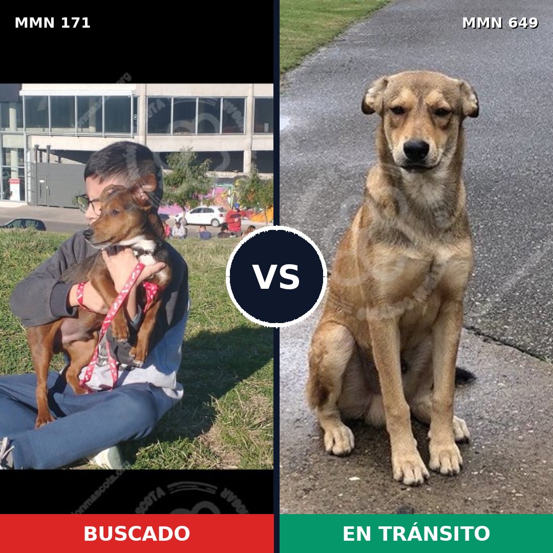 Comparativa MMS 4500: mascota perdida y mascota encontrada, 4% de similitud