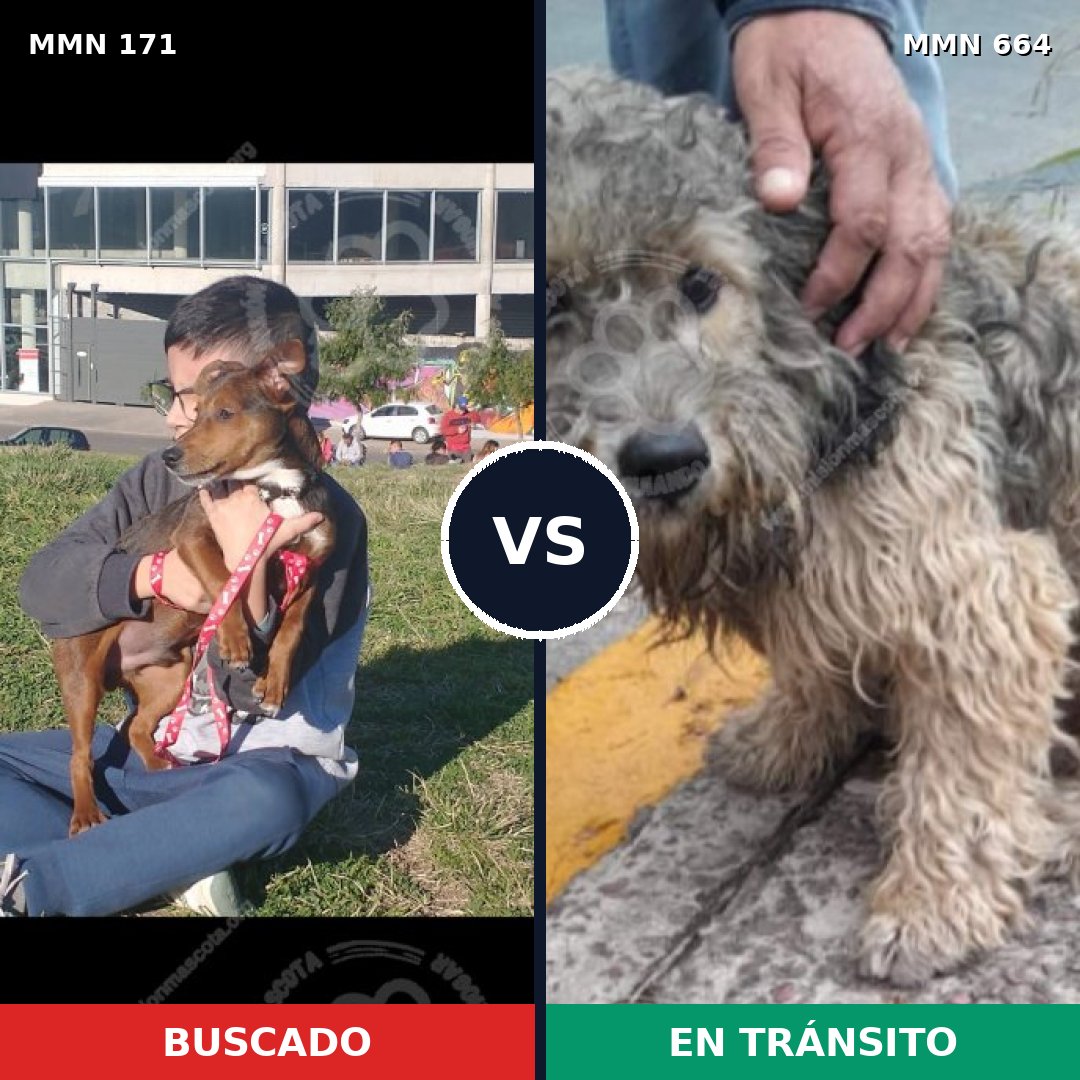 Comparativa MMS 4502: mascota perdida y mascota encontrada, 48% de similitud
