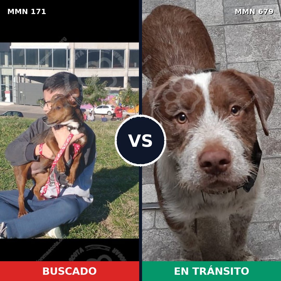 Comparativa MMS 4504: mascota perdida y mascota encontrada, 17% de similitud