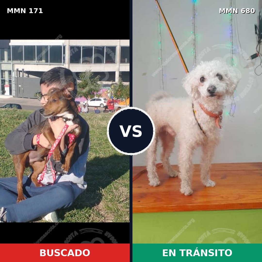 Comparativa MMS 4505: mascota perdida y mascota encontrada, 8% de similitud