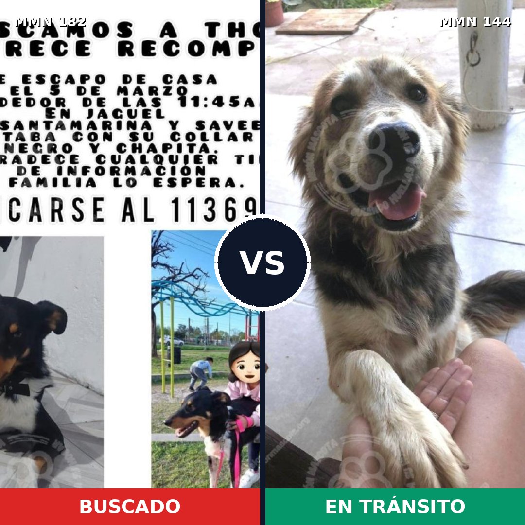 Comparativa MMS 4508: mascota perdida y mascota encontrada, 55% de similitud
