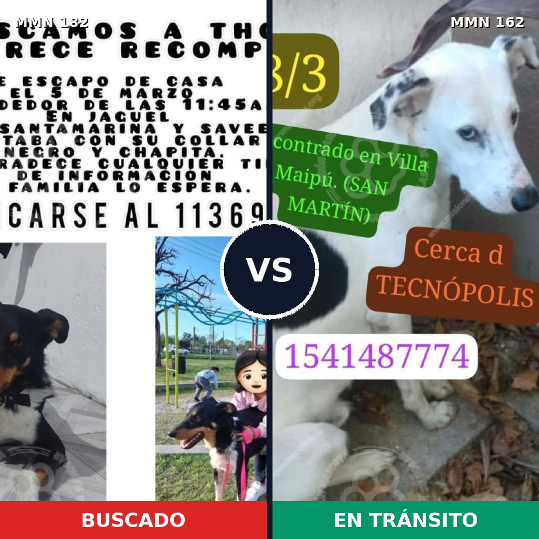 Comparativa MMS 4510: mascota perdida y mascota encontrada, 71% de similitud