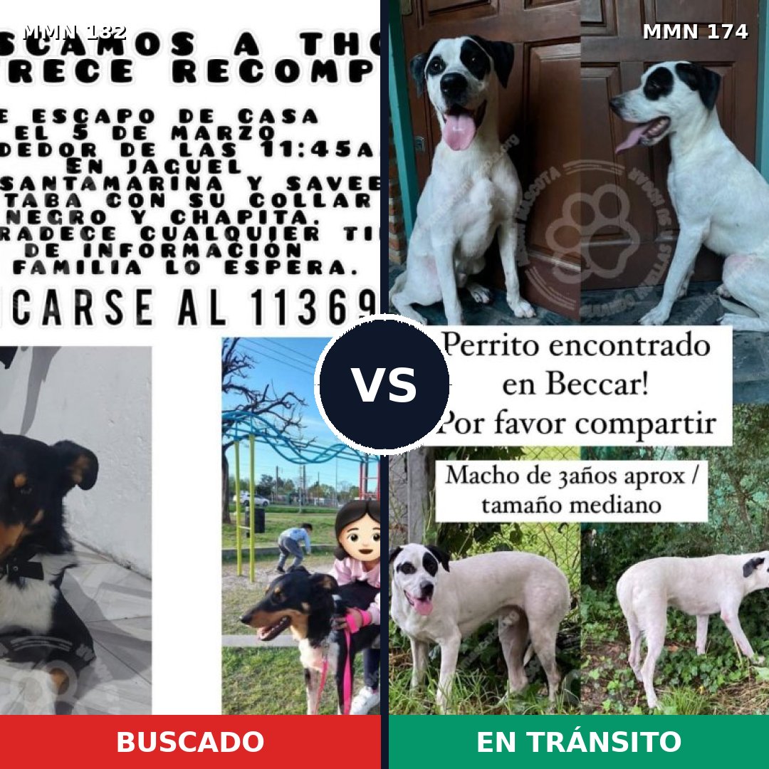 Comparativa MMS 4511: mascota perdida y mascota encontrada, 71% de similitud