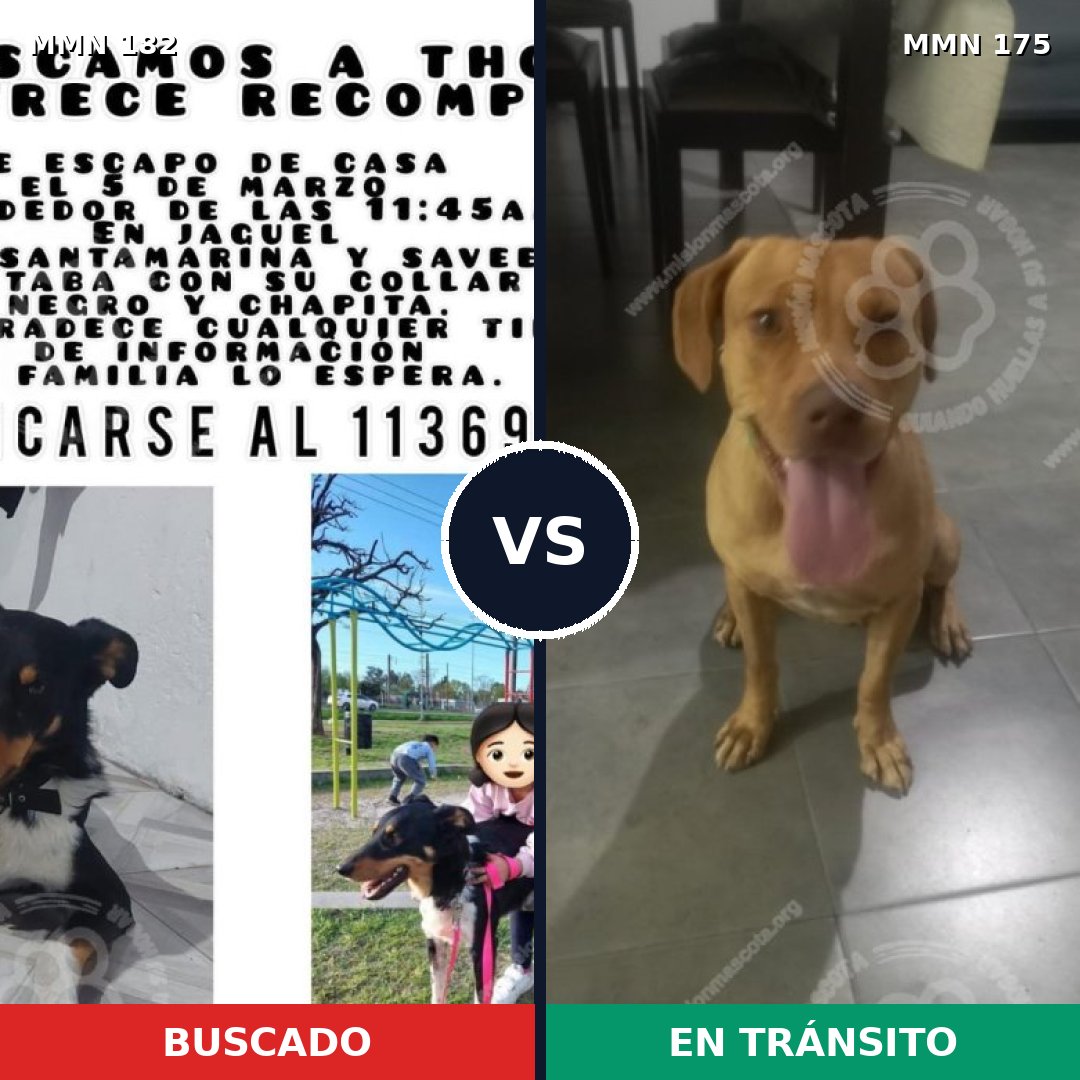 Comparativa MMS 4512: mascota perdida y mascota encontrada, 49% de similitud