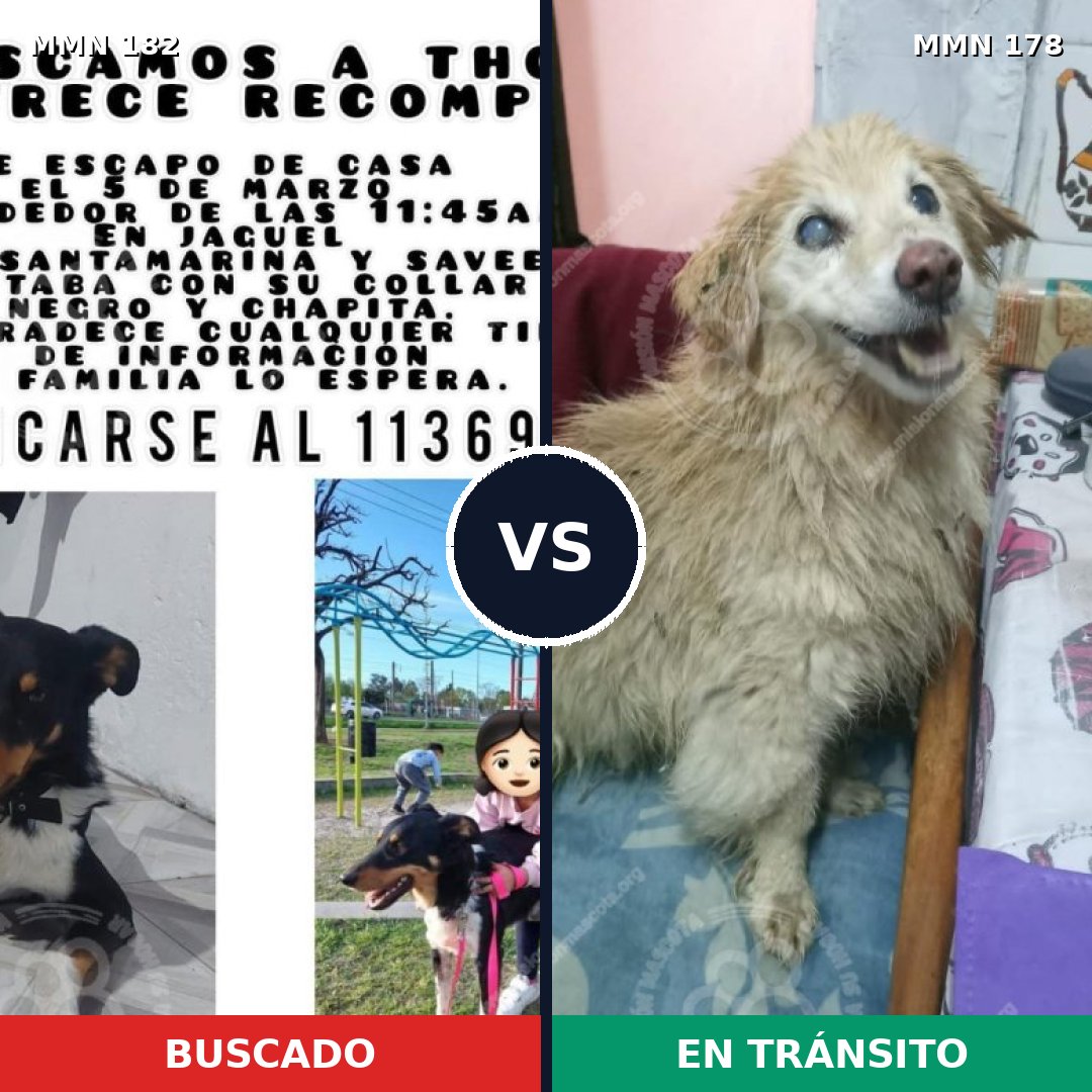 Comparativa MMS 4513: mascota perdida y mascota encontrada, 61% de similitud