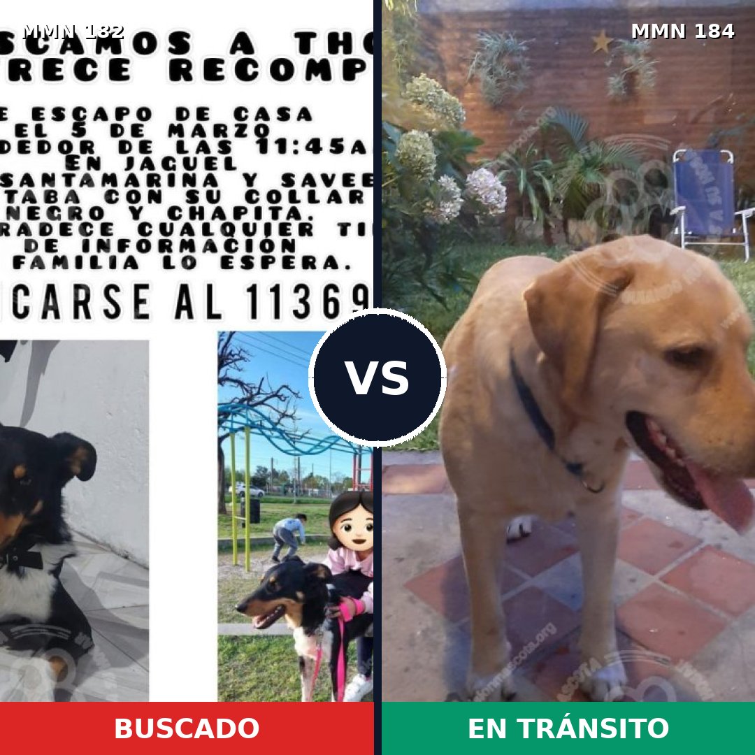Comparativa MMS 4514: mascota perdida y mascota encontrada, 8% de similitud