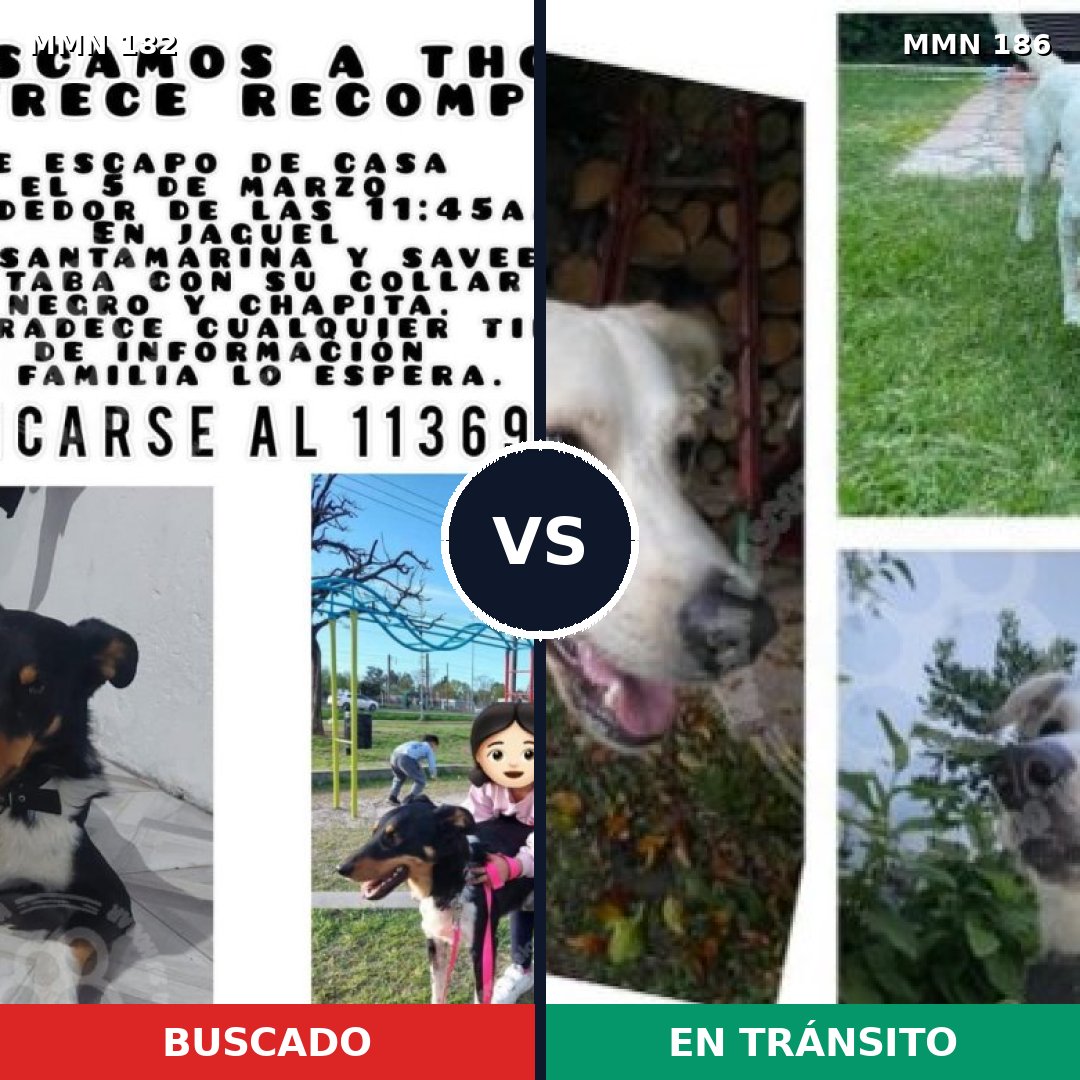Comparativa MMS 4515: mascota perdida y mascota encontrada, 26% de similitud