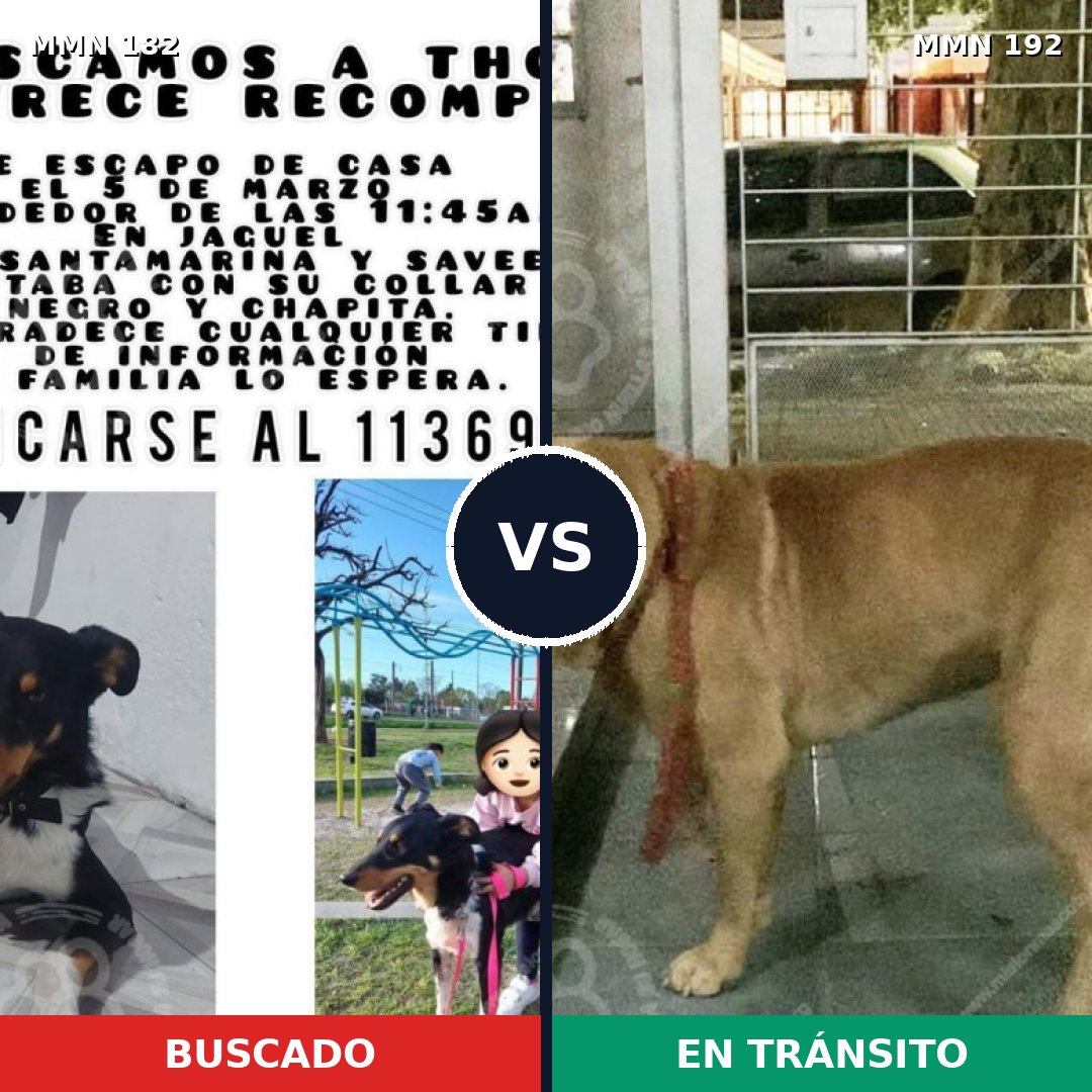 Comparativa MMS 4516: mascota perdida y mascota encontrada, 4% de similitud