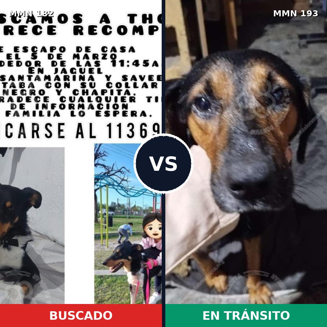 Comparativa MMS 4517: mascota perdida y mascota encontrada, 60% de similitud