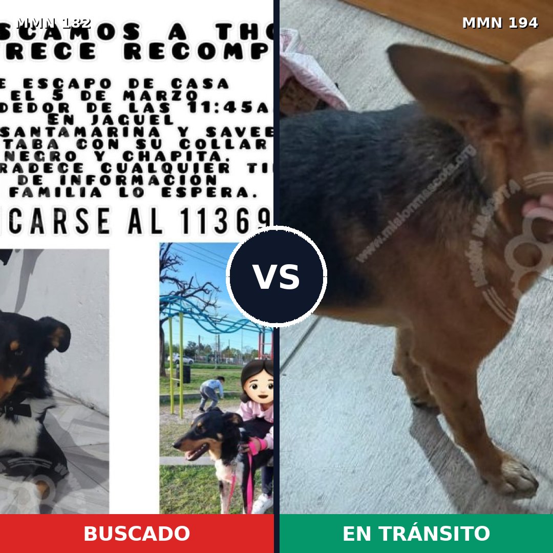 Comparativa MMS 4518: mascota perdida y mascota encontrada, 67% de similitud