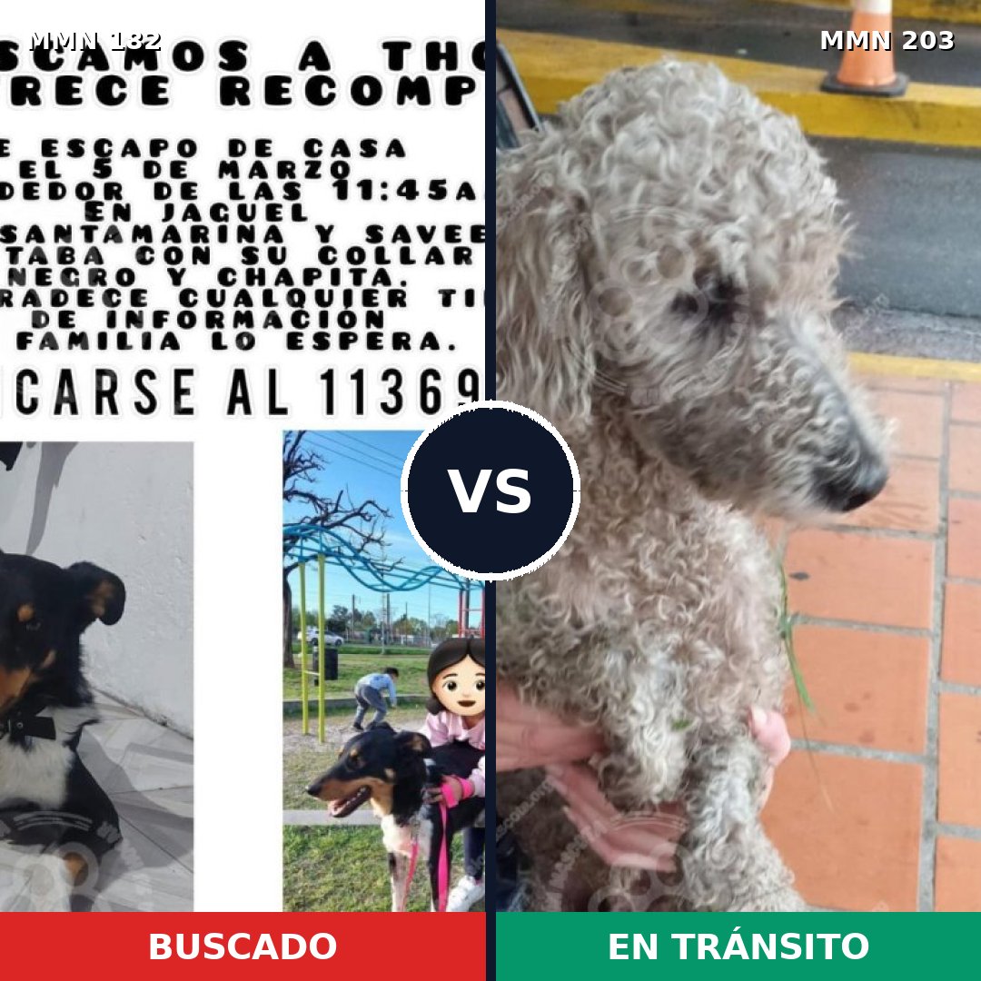 Comparativa MMS 4519: mascota perdida y mascota encontrada, 25% de similitud