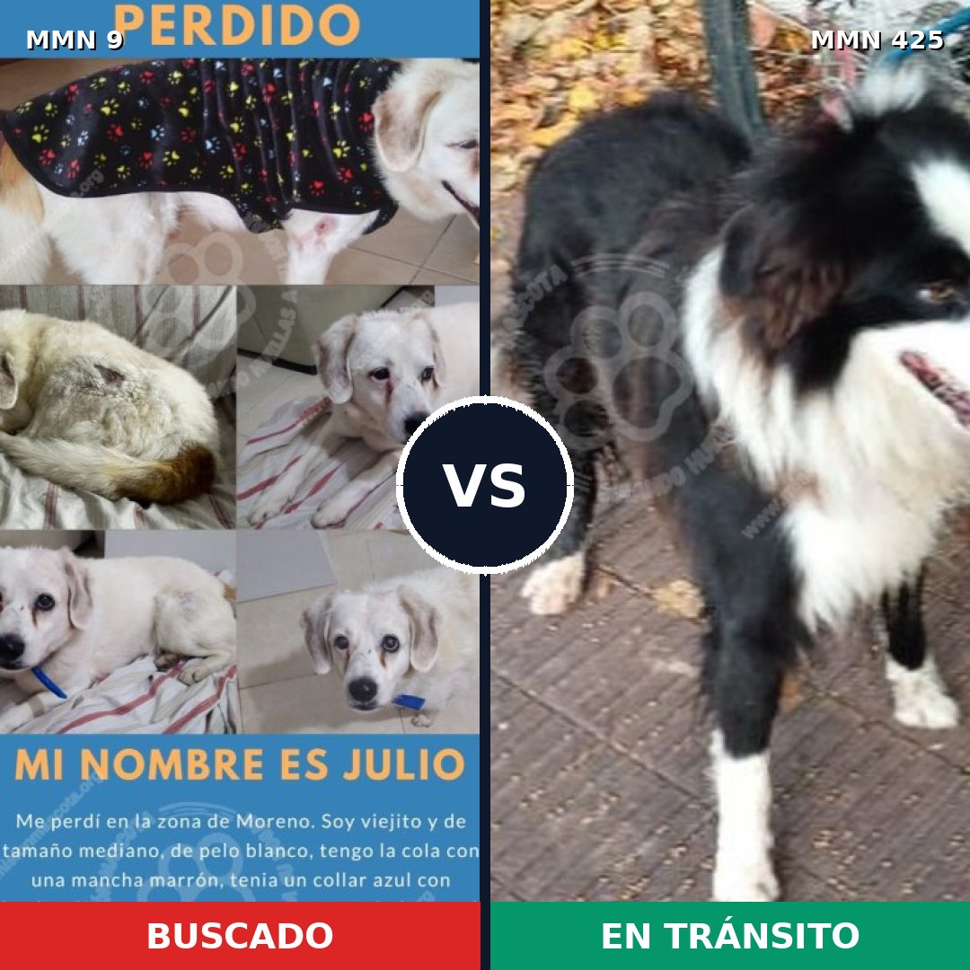 Comparativa MMS 452: mascota perdida y mascota encontrada, 66% de similitud