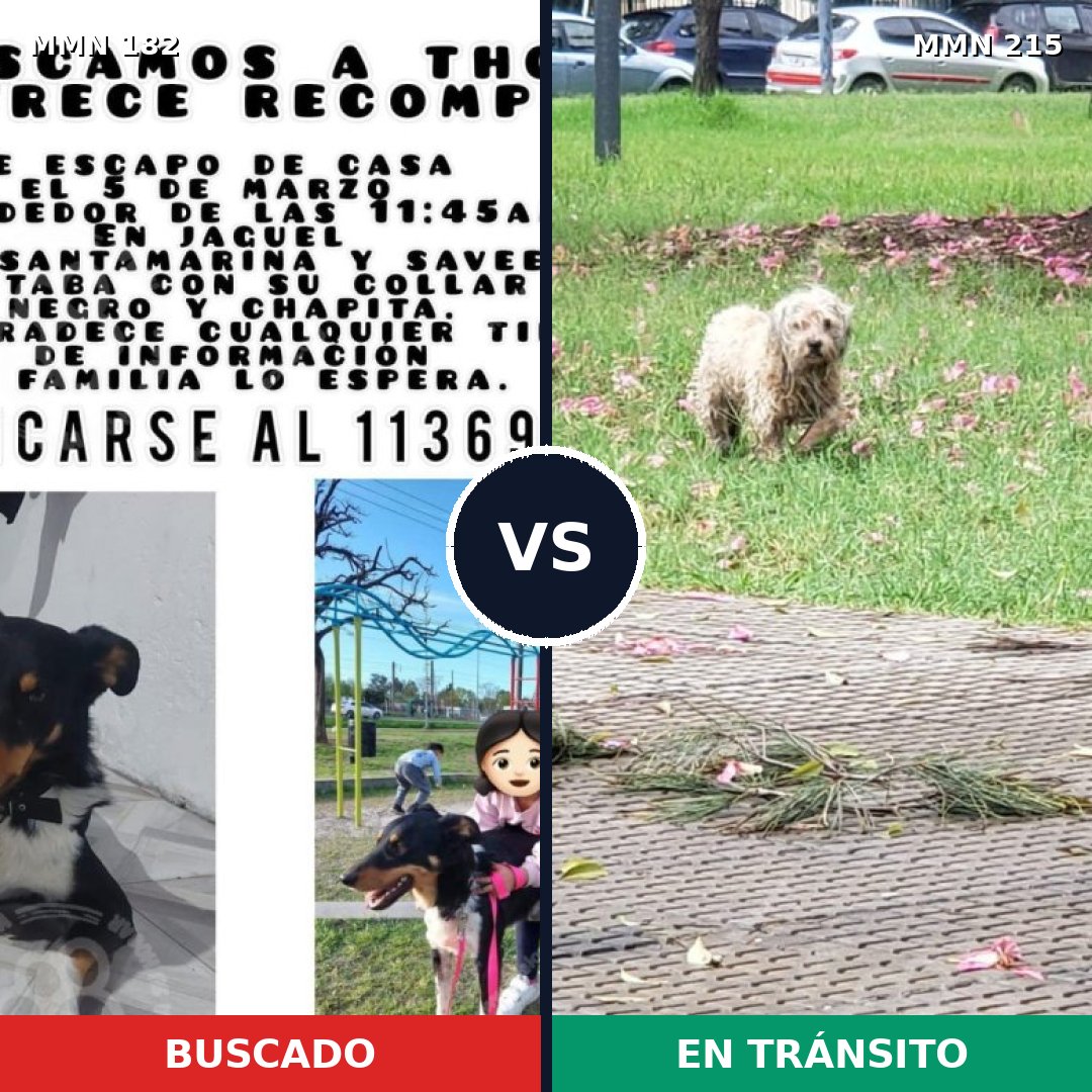 Comparativa MMS 4520: mascota perdida y mascota encontrada, 21% de similitud